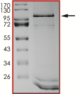 EGFR (L718Q C797S L858R), Active